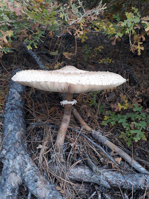 Bayındır Çınardibi Köyü Resimleri 1