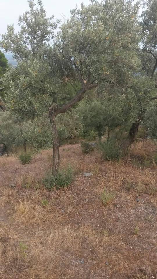 Bayındır Çiftçigediği Köyü Resimleri 5