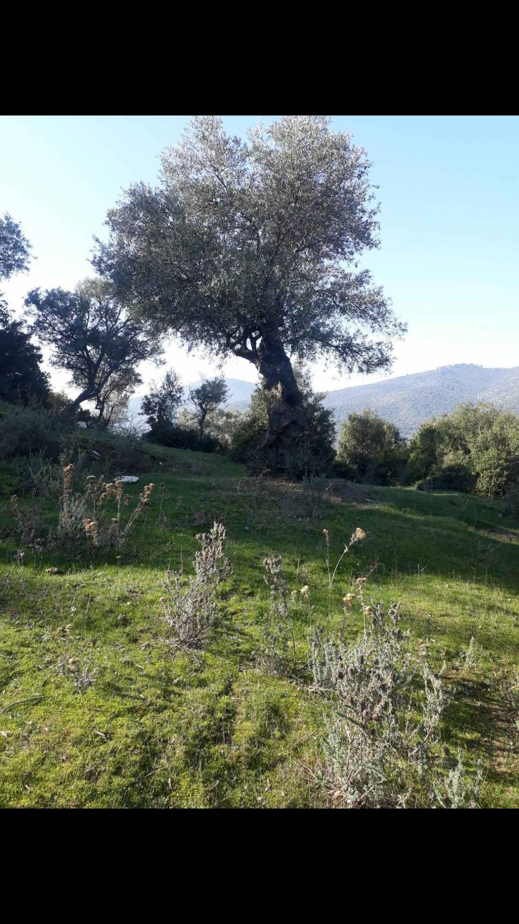 Bayındır Gaziler Köyü Resimleri 2