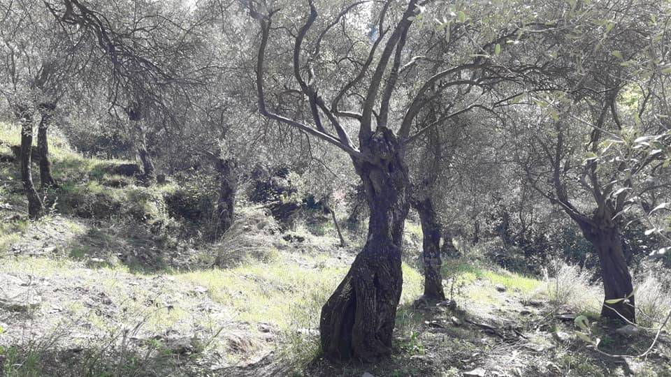 Bayındır Hisarlık Köyü Resimleri 5