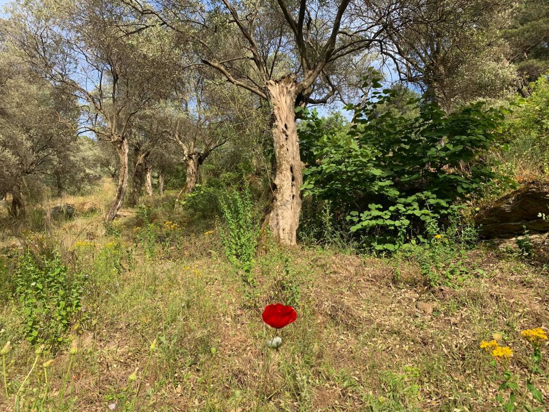 Bayındır Hisarlık Köyü Resimleri 6