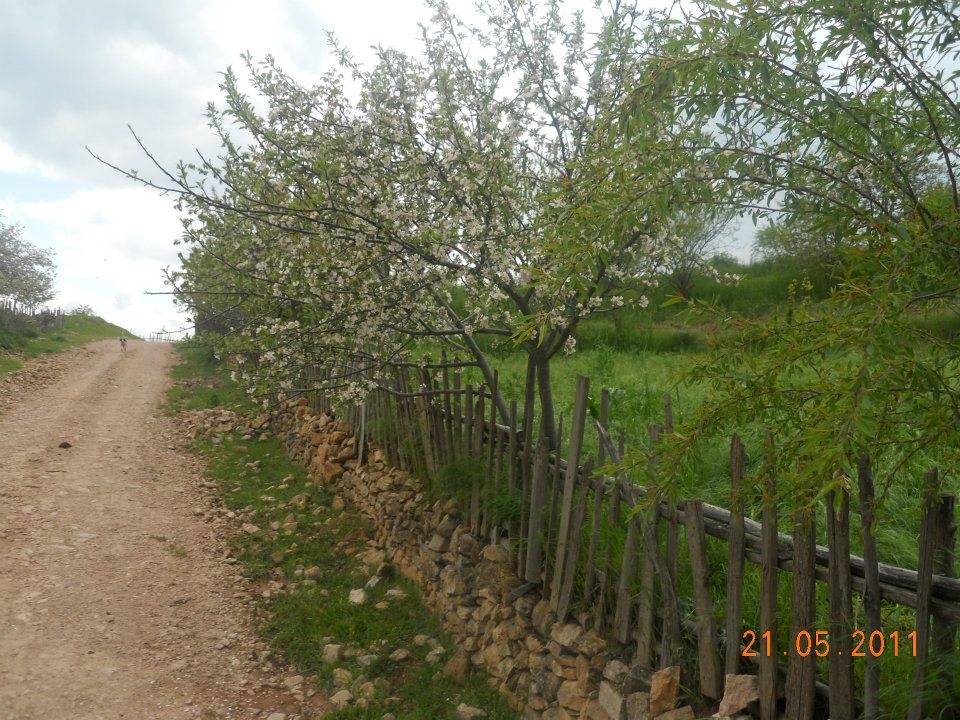 Simav Ihlamur Köyü Resimleri 1