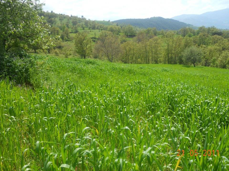 Simav Ihlamur Köyü Resimleri 6