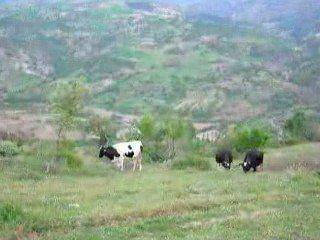 Simav Kayaışık Köyü Resimleri 2
