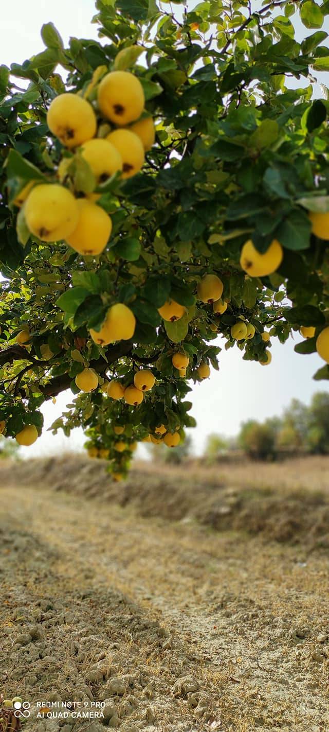 Simav Küplüce Köyü Resimleri 3