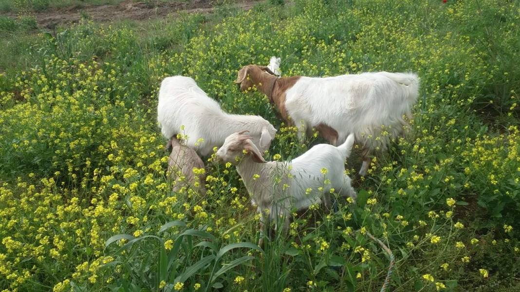 Büyükorhan Yenice Köyü Resimleri 6