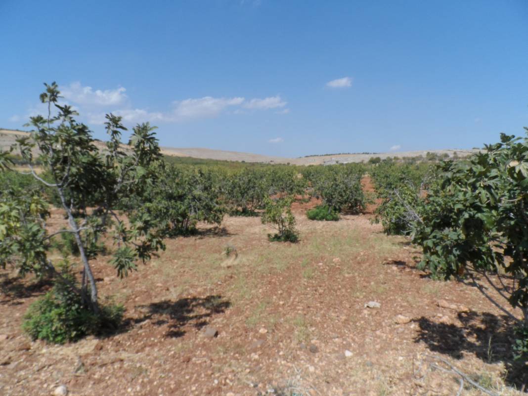 Şahinbey Burç Karakuyu Köyü Resimleri 2