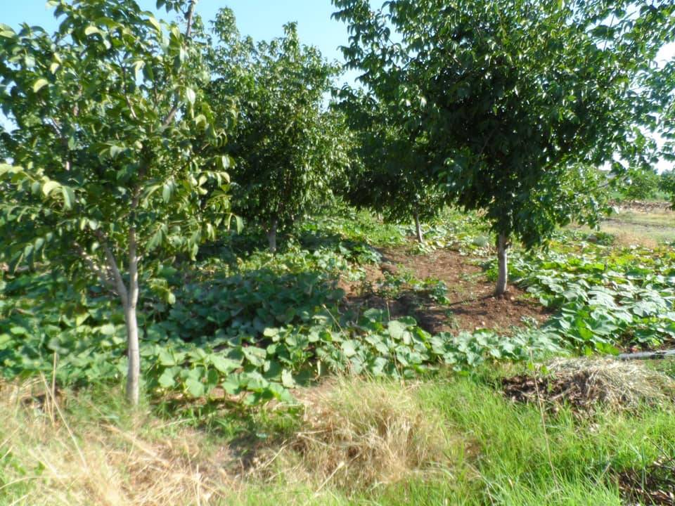 Şahinbey Çimenli Köyü Resimleri 5