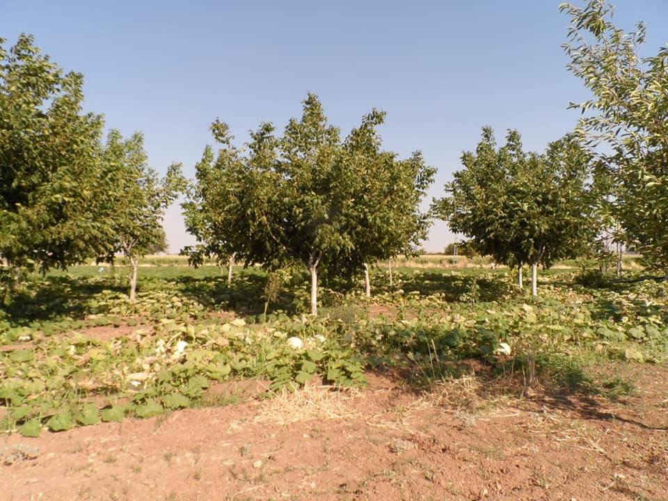 Şahinbey Çimenli Köyü Resimleri 6