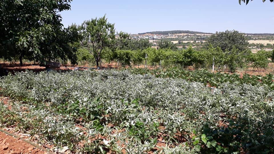 Şahinbey Damlacık Köyü Resimleri 1
