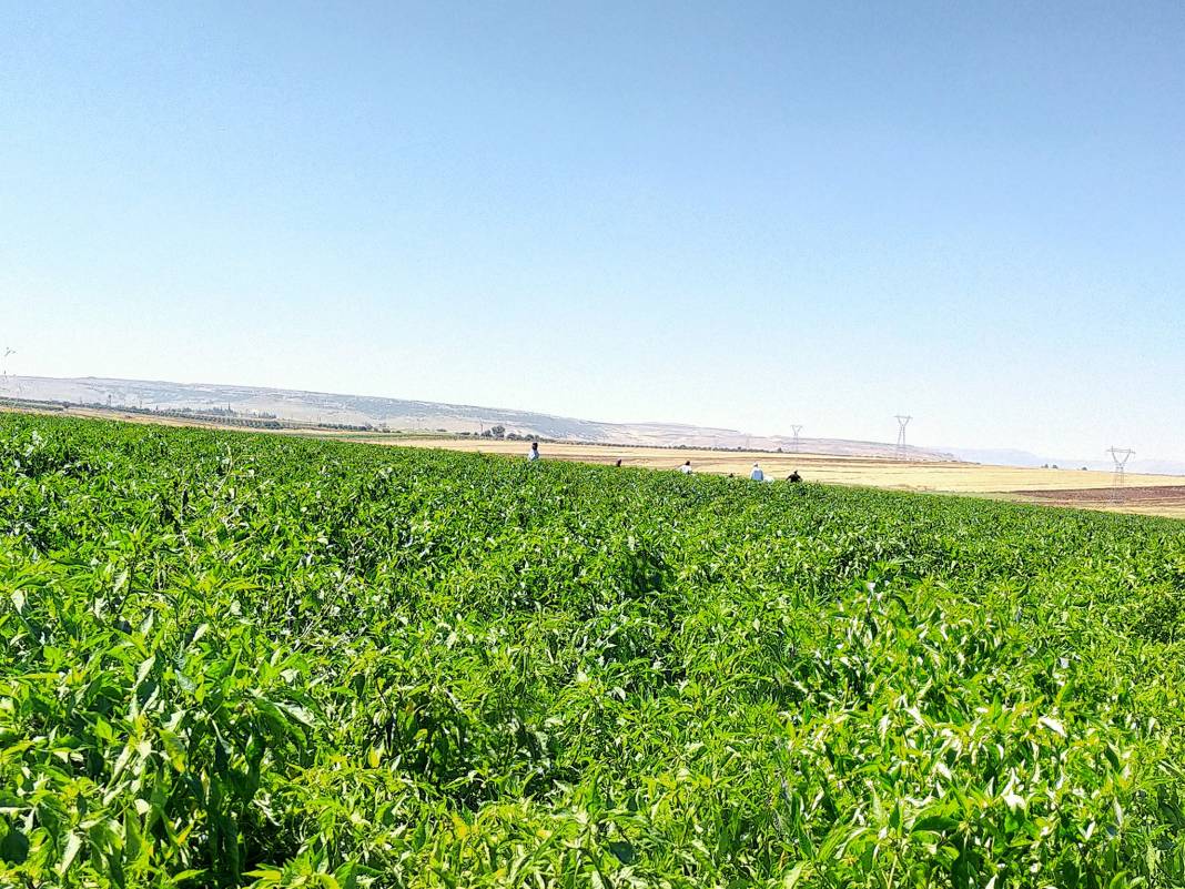 Şahinbey Ekinli Köyü Resimleri 2