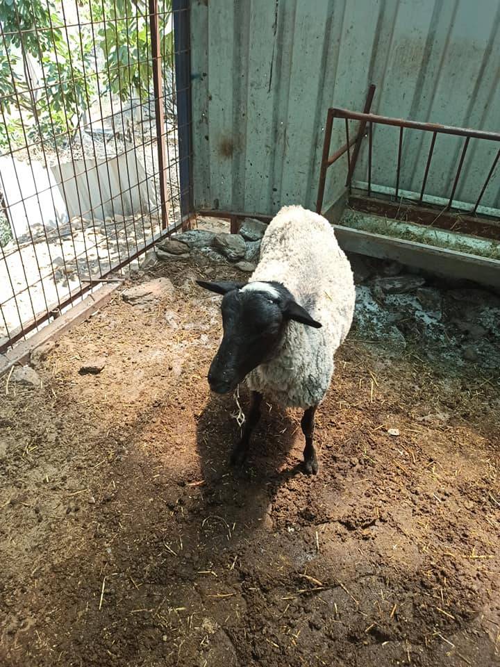 Bayındır Karapınar Köyü Resimleri 1