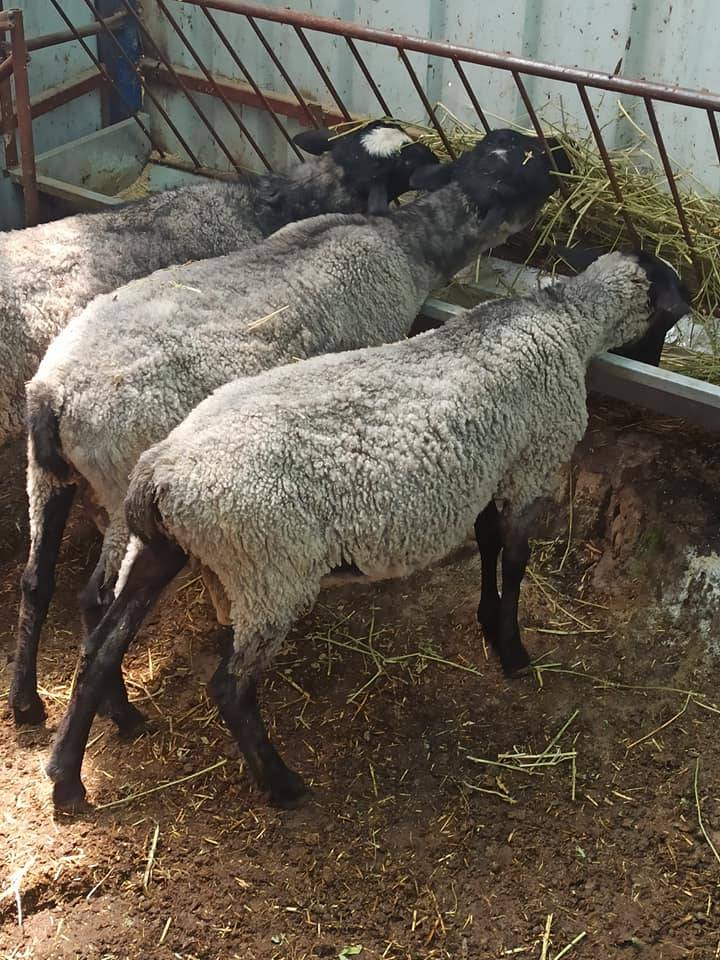 Bayındır Karapınar Köyü Resimleri 2