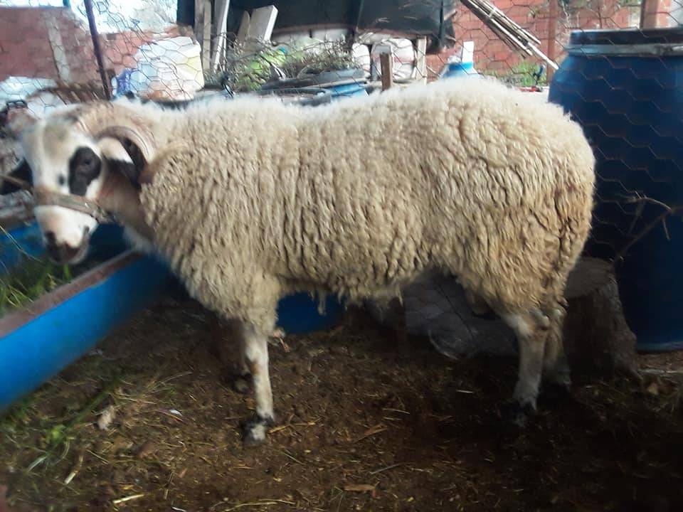 Bayındır Kızılcaova Köyü Resimleri 8