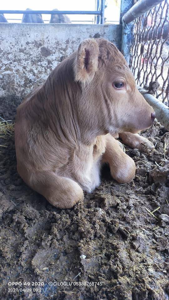 Bayındır Kızılkeçili Köyü Resimleri 6
