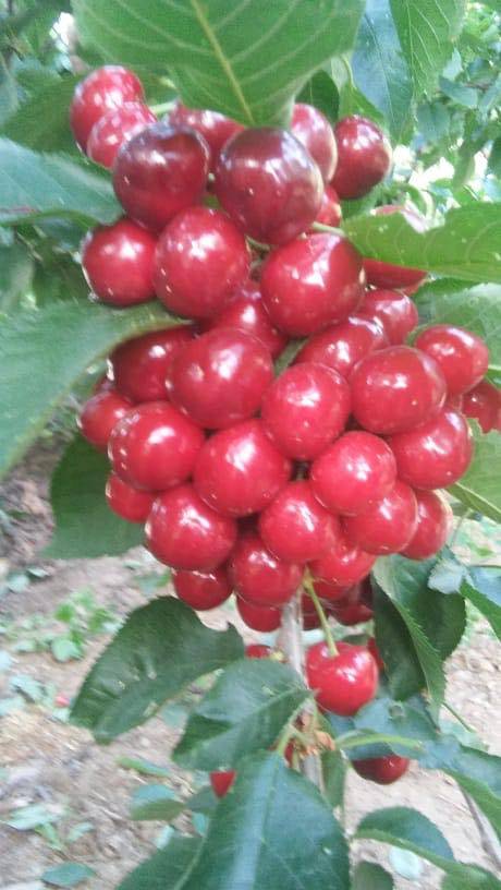 Bayındır Kızıloba Köyü Resimleri 5