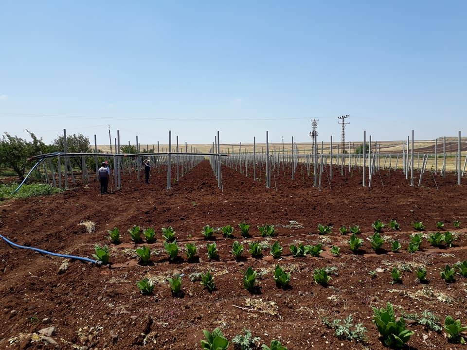 Şahinbey Hacıköy Köyü Resimleri 1