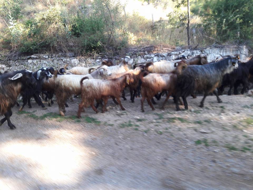 Simav Samat Köyü Resimleri 2