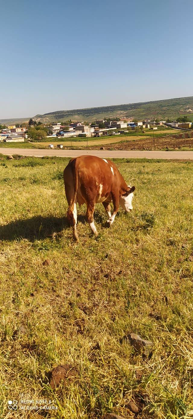 Şahinbey Kapçağız Köyü Resimleri 1