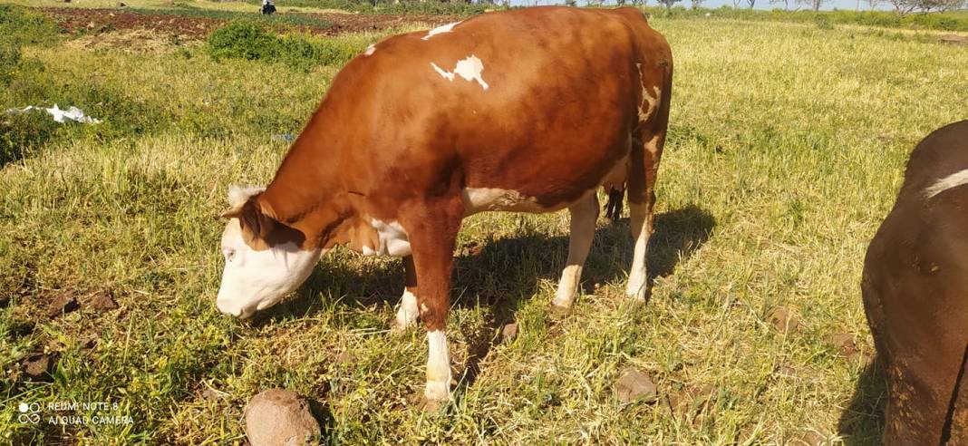 Şahinbey Kapçağız Köyü Resimleri 3