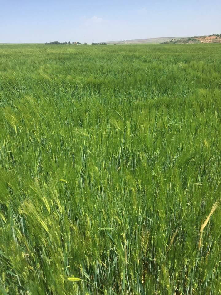 Şahinbey Kapçağız Köyü Resimleri 5