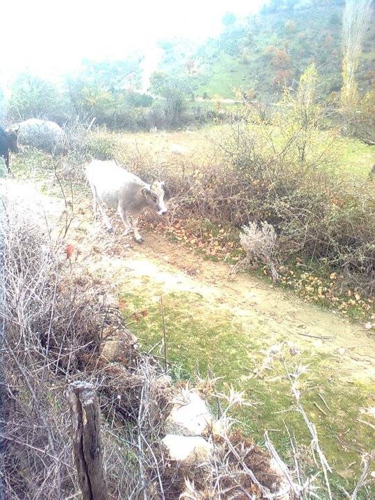 Simav Yavu Köyü Resimleri 4