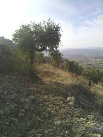 Şahinbey Morcalı Köyü Resimleri 2