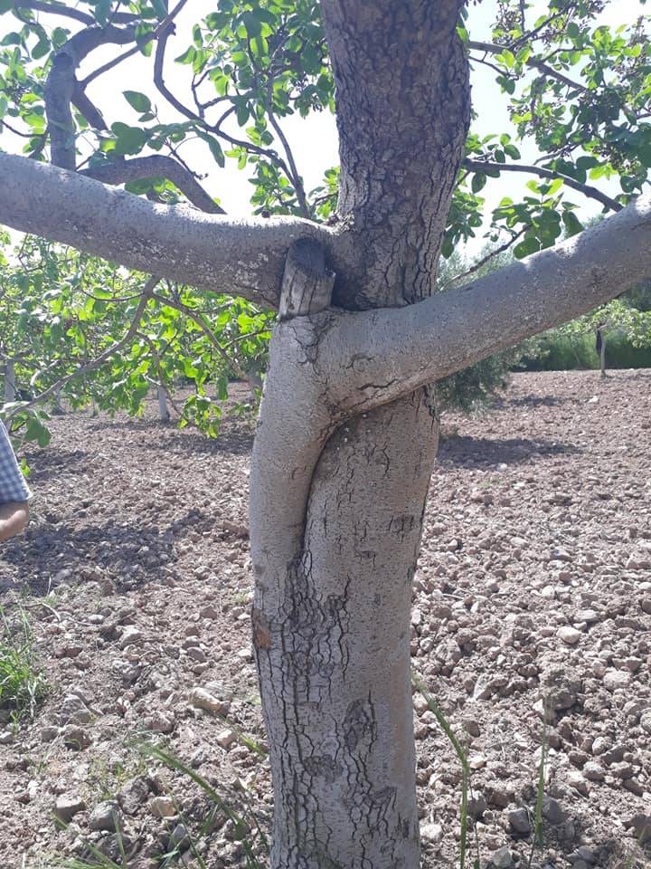 Şahinbey Morcalı Köyü Resimleri 4