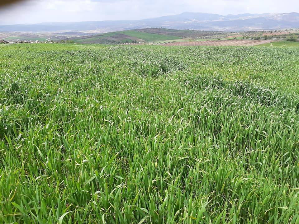 Şahinbey Morcalı Köyü Resimleri 5