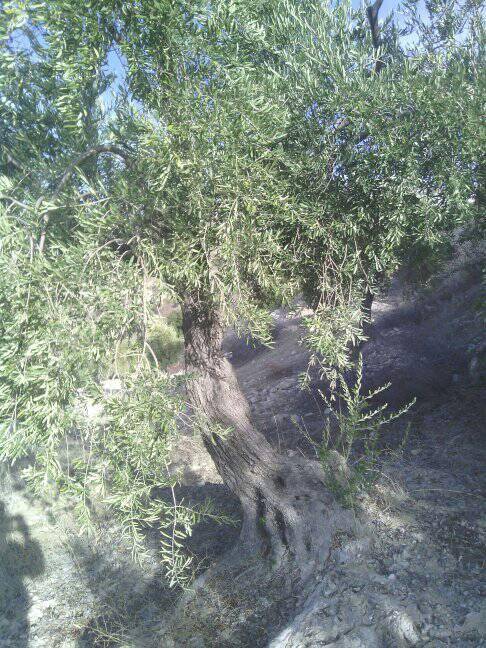 Şahinbey Morcalı Köyü Resimleri 6