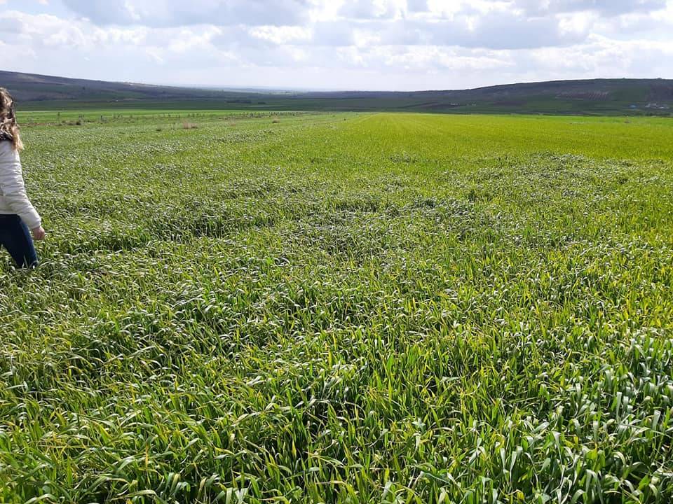 Şahinbey Pancarlı Köyü Resimleri 4