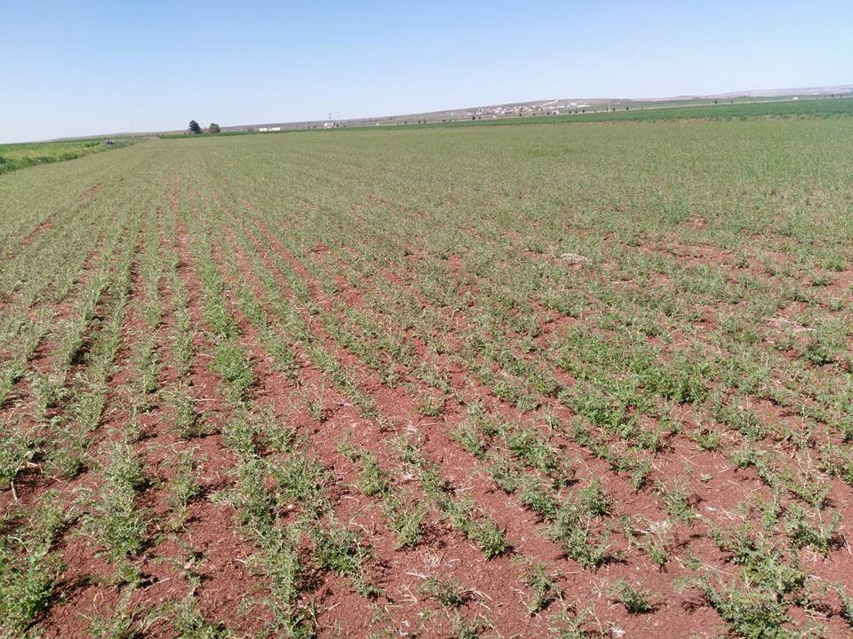 Şahinbey Pancarlı Köyü Resimleri 7