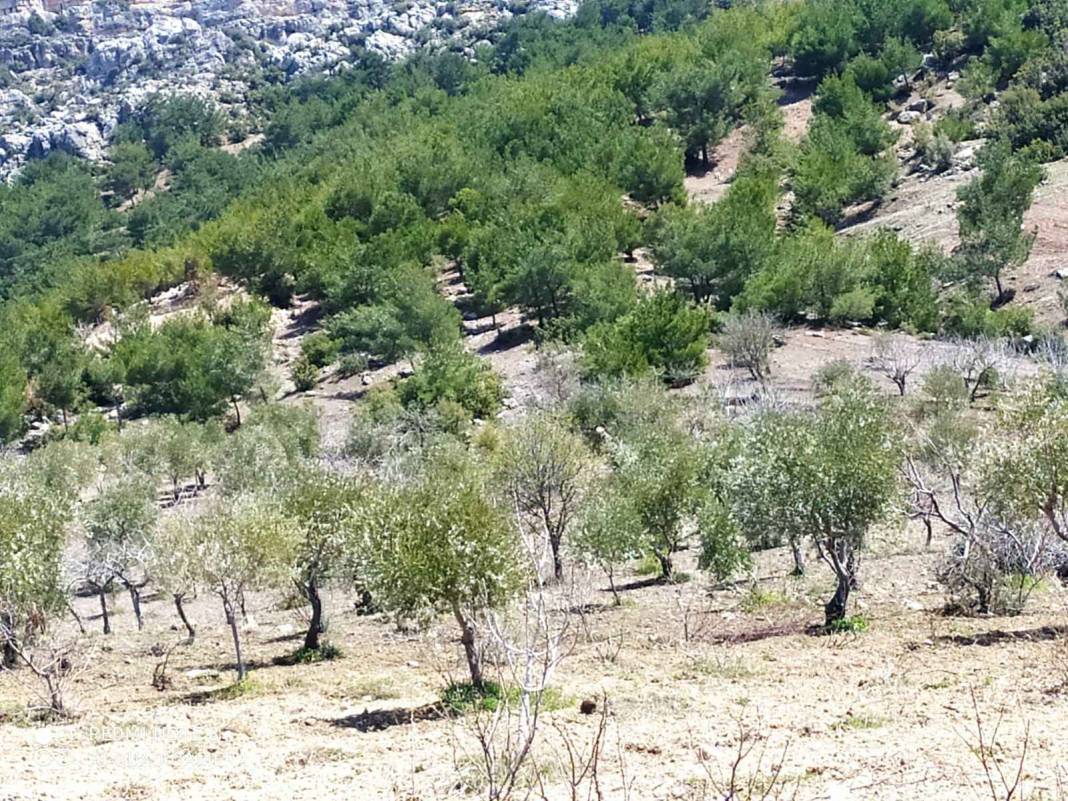 Şahinbey Sarıkaya Köyü Resimleri 2