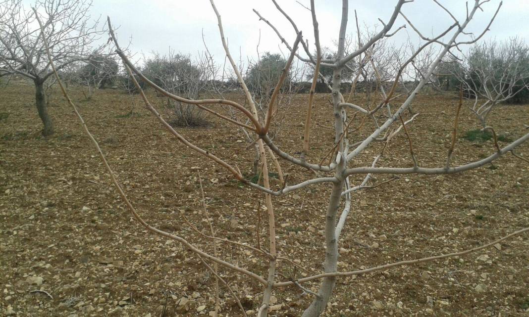 Şahinbey Suyabatmaz Köyü Resimleri 2