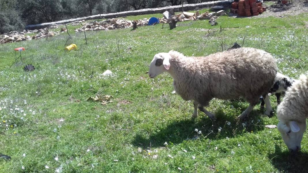 Bayındır Osmanlar Köyü Resimleri 5