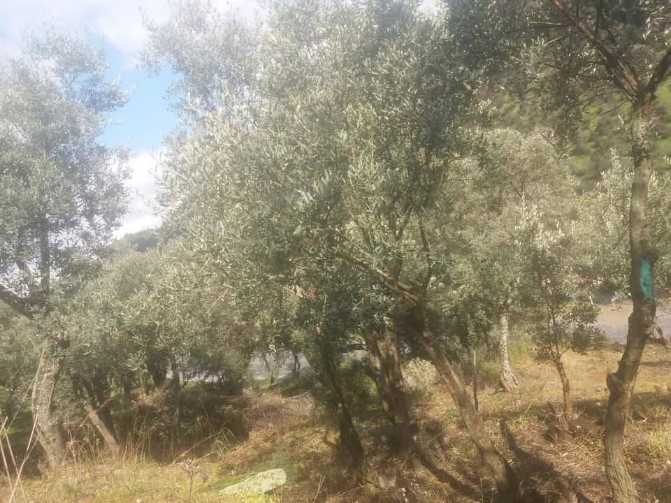 Bayındır Osmanlar Köyü Resimleri 6