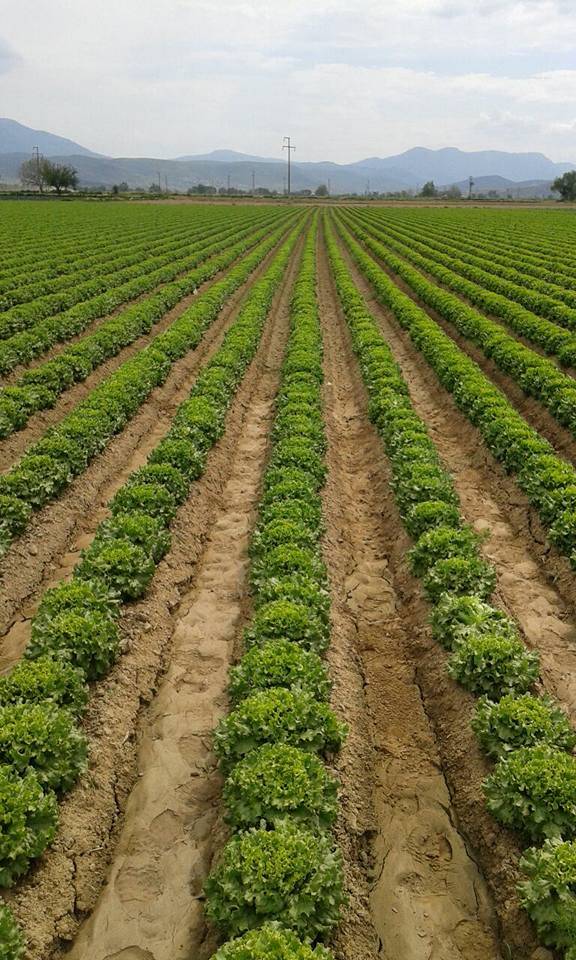 Bayındır Tokatbaşı Köyü Resimleri 1