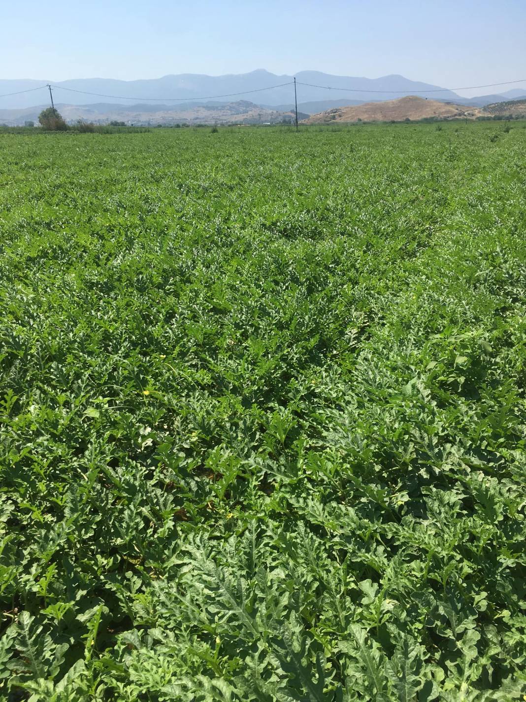 Bayındır Tokatbaşı Köyü Resimleri 3