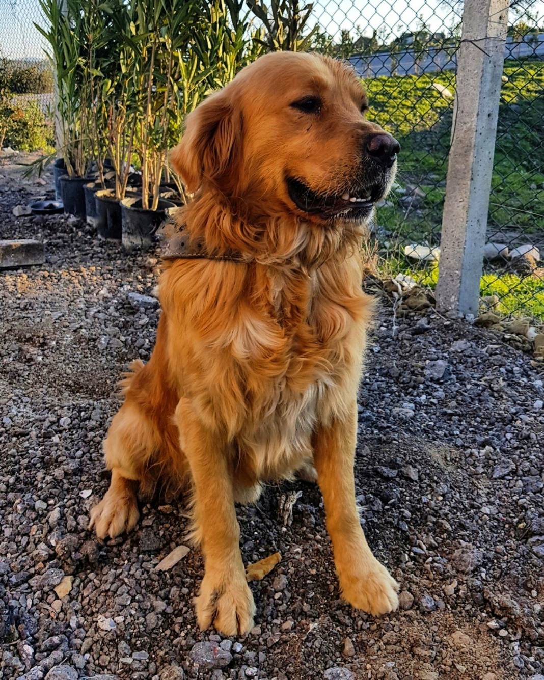 Bergama Armağanlar Köyü Resimleri 2