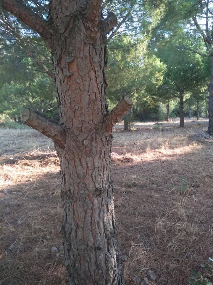 Bergama Armağanlar Köyü Resimleri 4