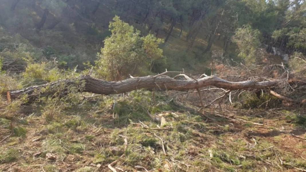 Bergama Armağanlar Köyü Resimleri 6