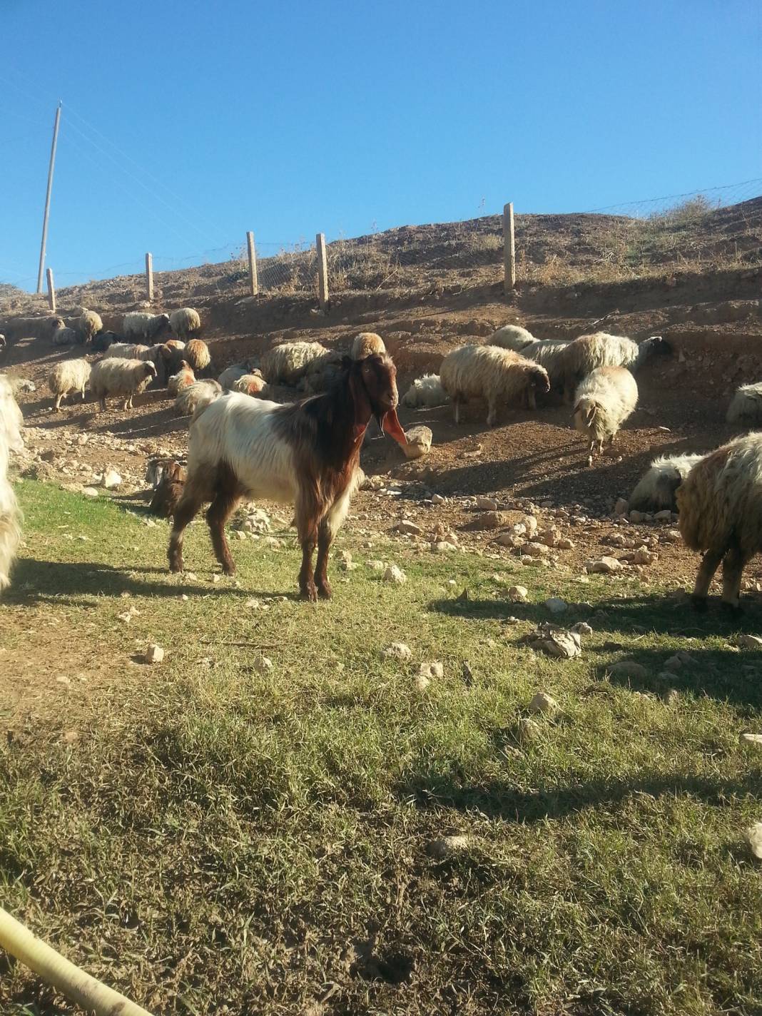 Harran Aslankuyu Köyü Resimleri 8