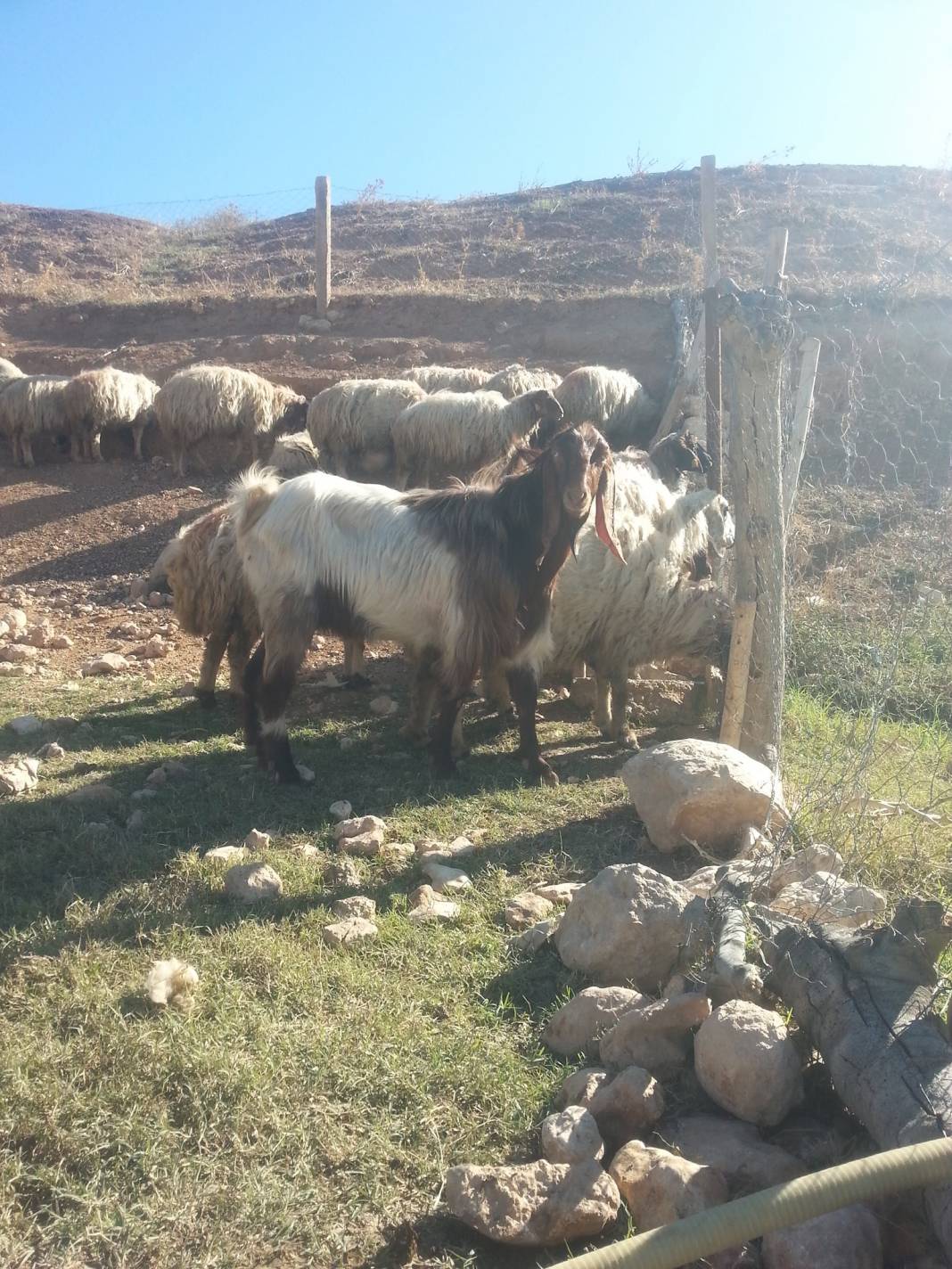 Harran Aslankuyu Köyü Resimleri 9