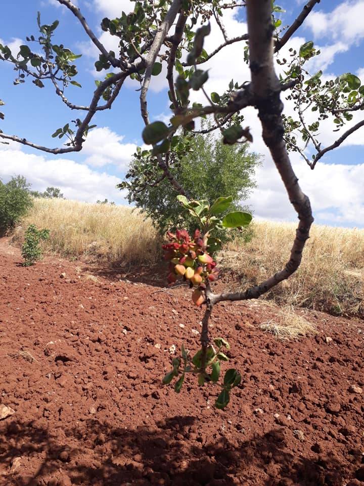 Şahinbey Tiyekli Köyü Resimleri 2