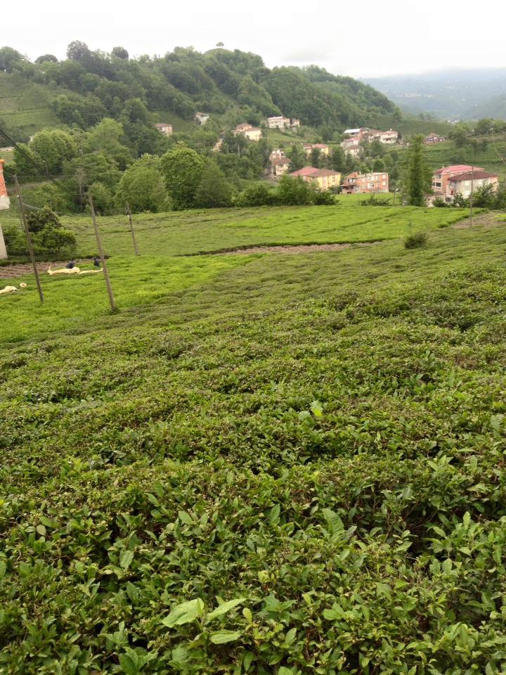 İyidere Denizgören Köyü Resimleri 9