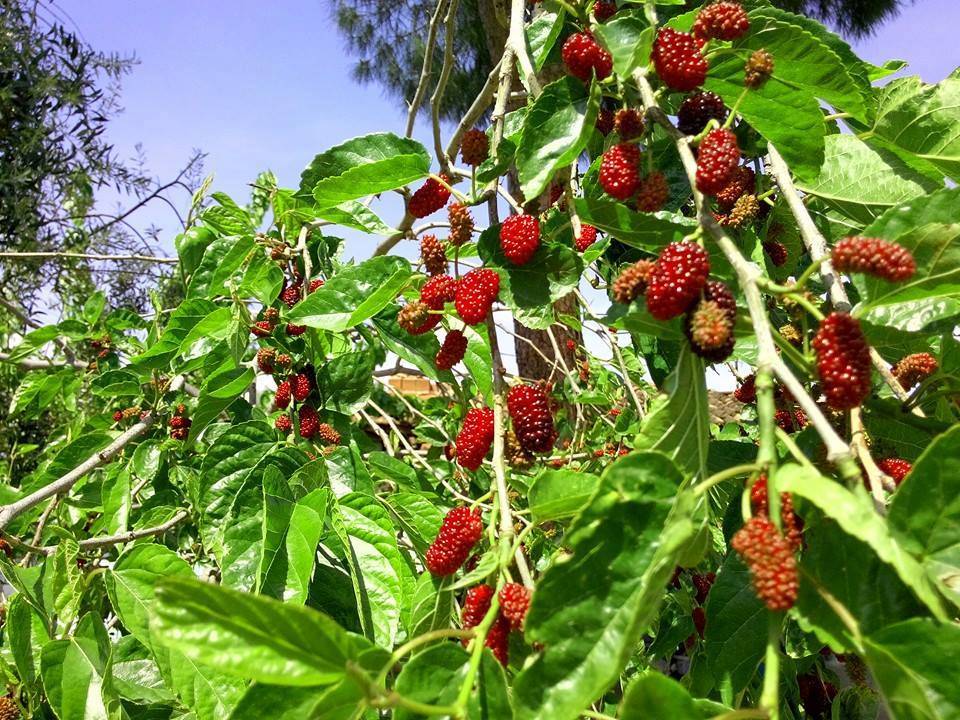Bergama Avunduruk Köyü Resimleri 2