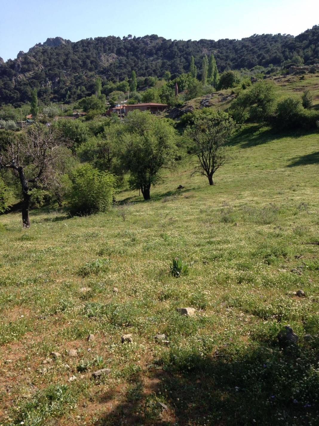 Bergama Avunduruk Köyü Resimleri 6