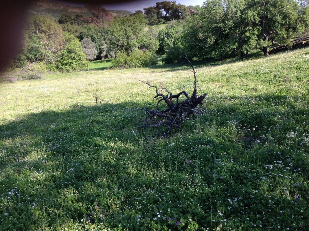 Bergama Avunduruk Köyü Resimleri 7