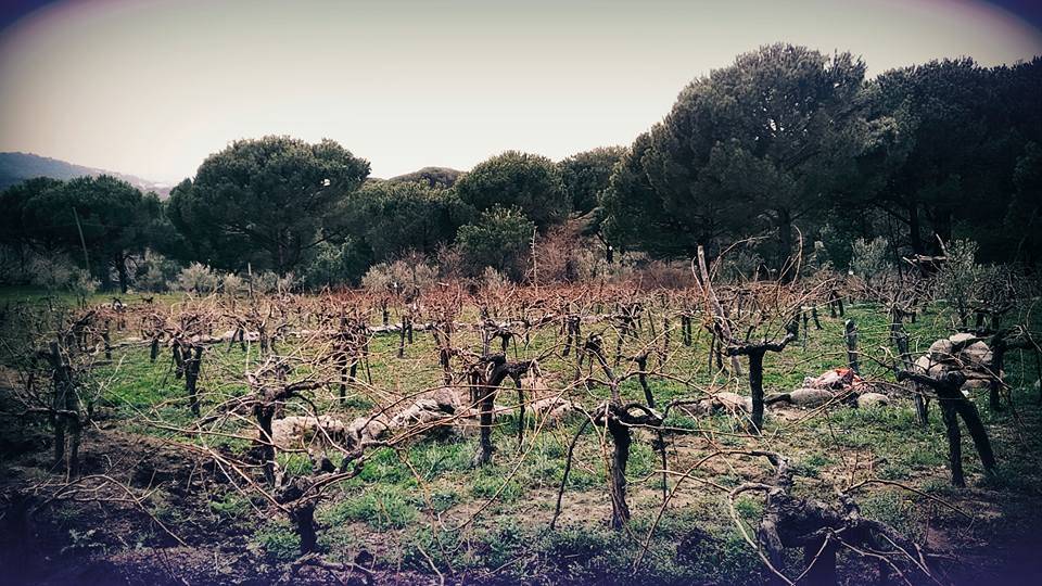 Bergama Ayvatlar Köyü Resimleri 2