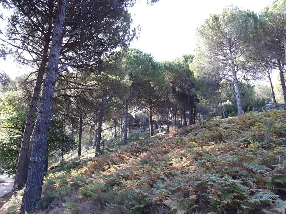 Bergama Ayvatlar Köyü Resimleri 4